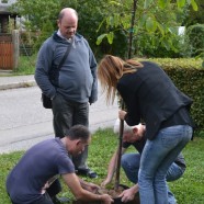 POSADILI SMO DREVO MIRU